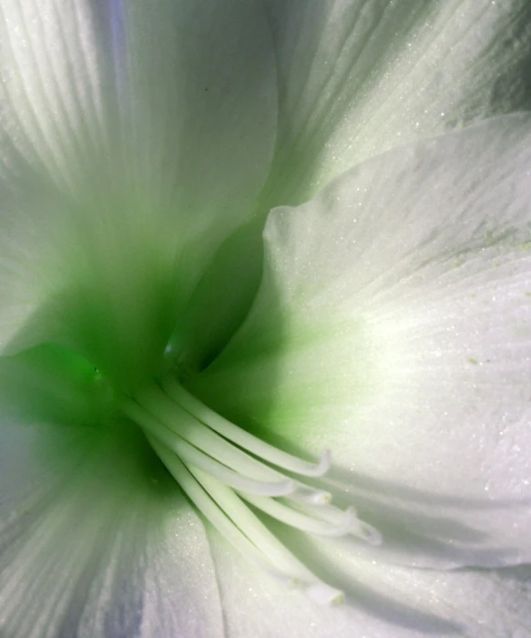 close up of an unpeeled white flower