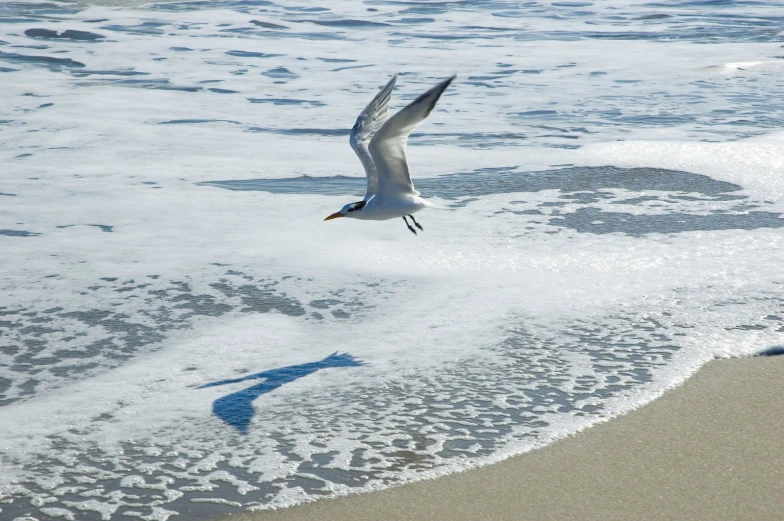 a bird is flying low to the beach