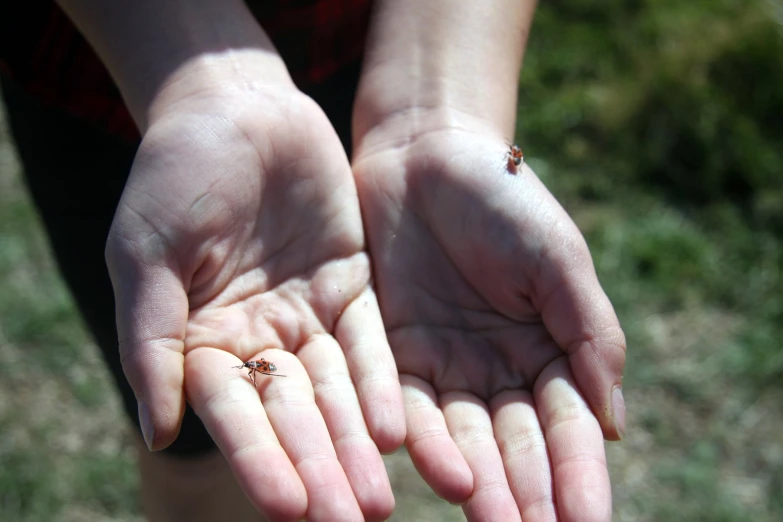 a child holding out their hands that have tiny bugs on them