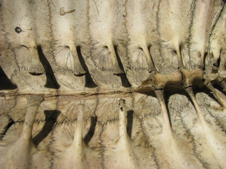 close up of a wooden carved piece that looks like tree limbs