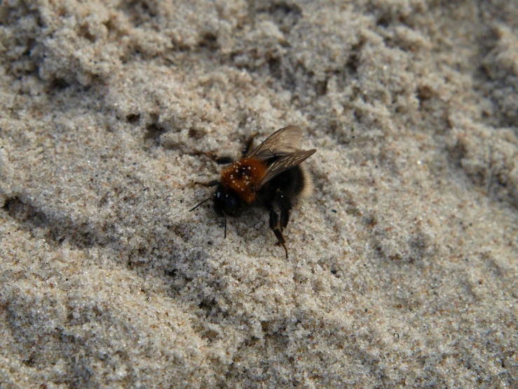 a black bee sitting on top of a sandy ground