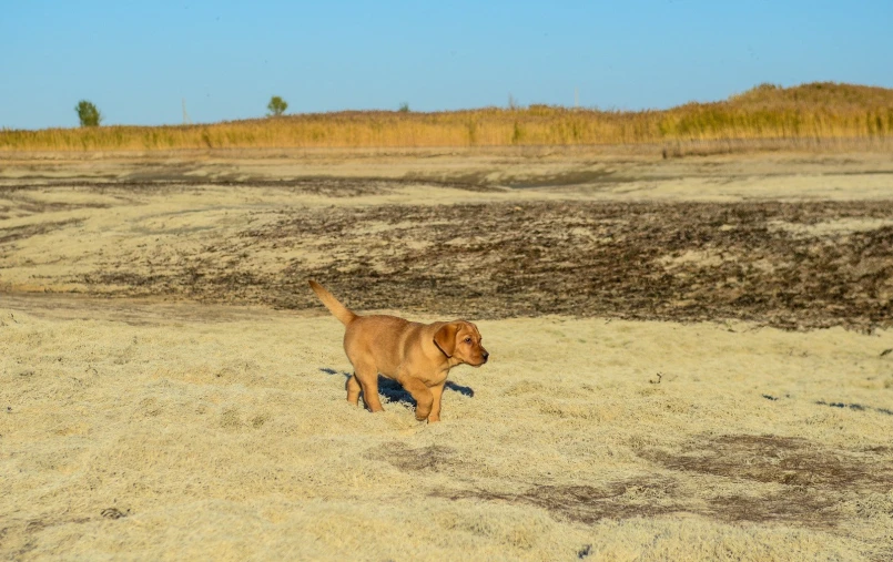 a brown dog running across a sandy beach