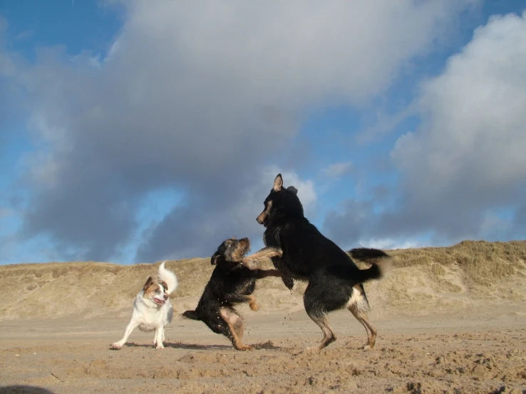 two dogs playing outside in the sand with one trying to catch the ball
