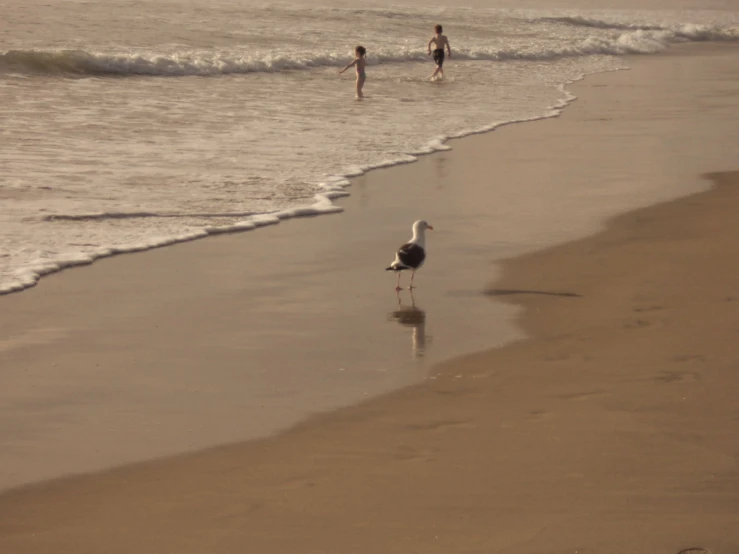 two people in the ocean watching birds walk through the surf
