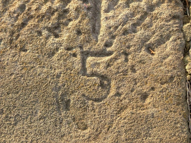bird footprints in a sand surface in the sun