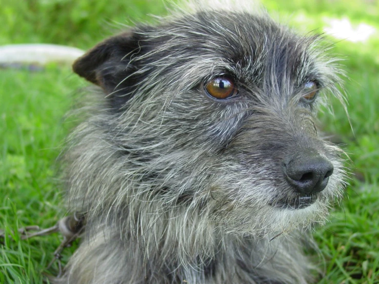 a gray dog with brown eyes sits in the grass