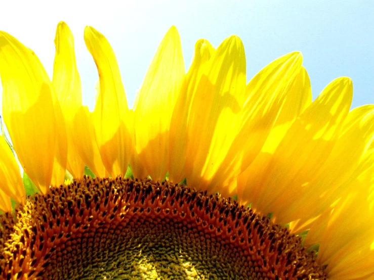 sunflower with its sun shining on it's side