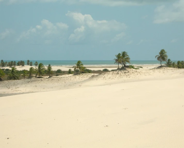 white sand and palm trees near water