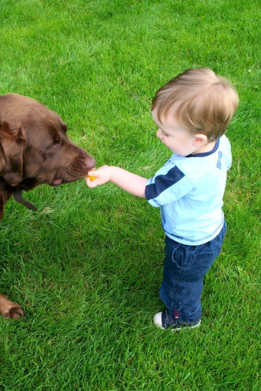 the toddler is feeding the dog the treat