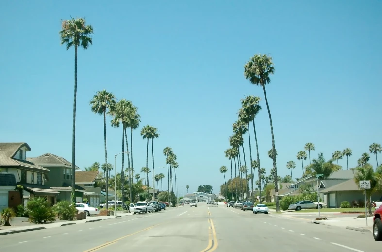 palm trees stand in the middle of a city street
