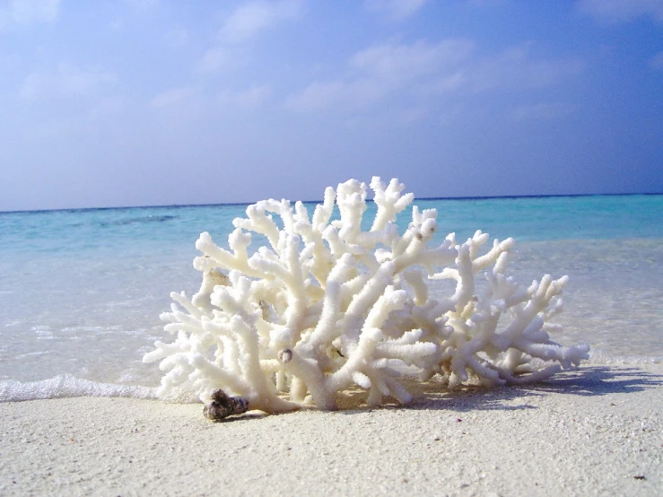 a coral shaped like a piece of fruit sitting in the sand