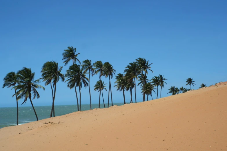 a row of palm trees on the beach with ocean in the background