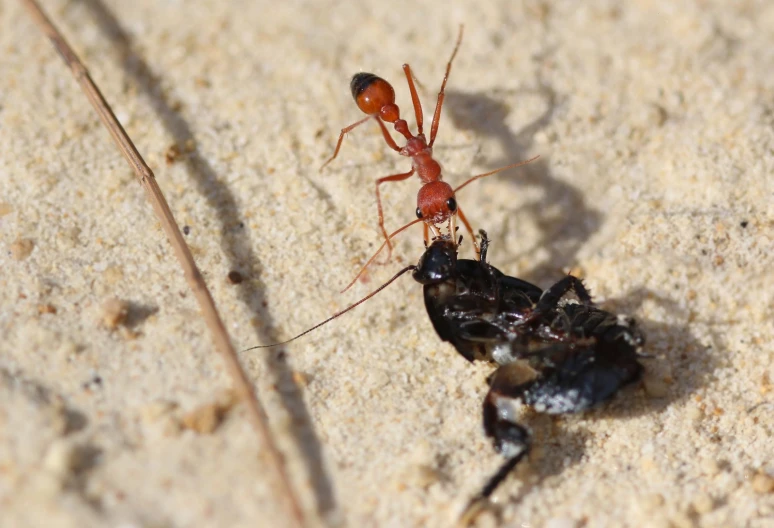 two insects on the ground one of which is larger than the other