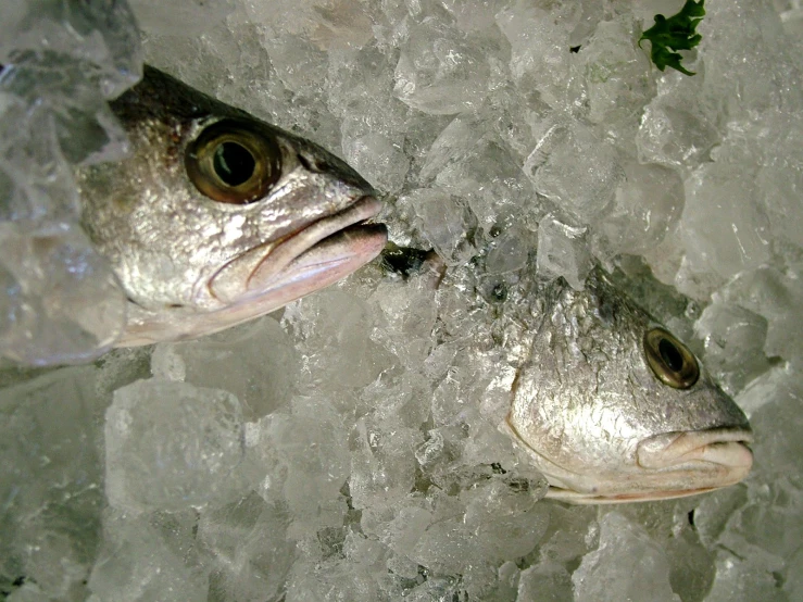 two small fish in the water next to ice