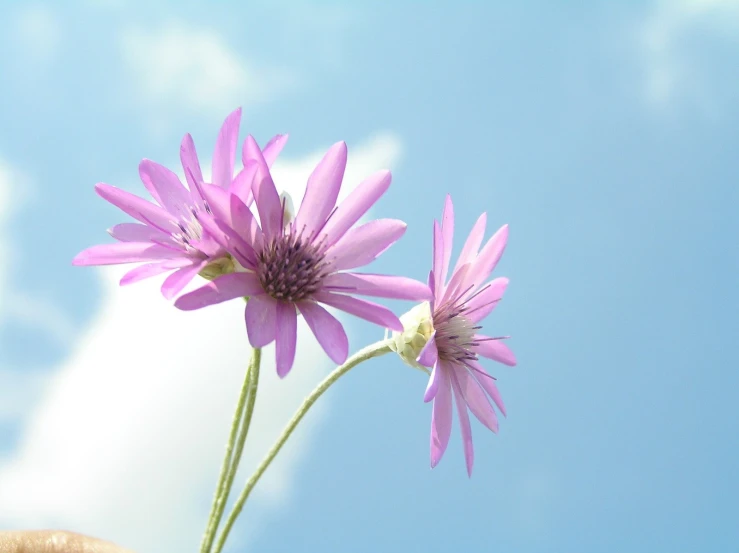 purple flowers in front of blue sky and cloud background