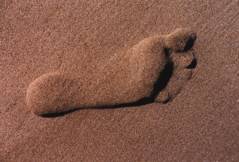 an animal footprints in the sand near the beach