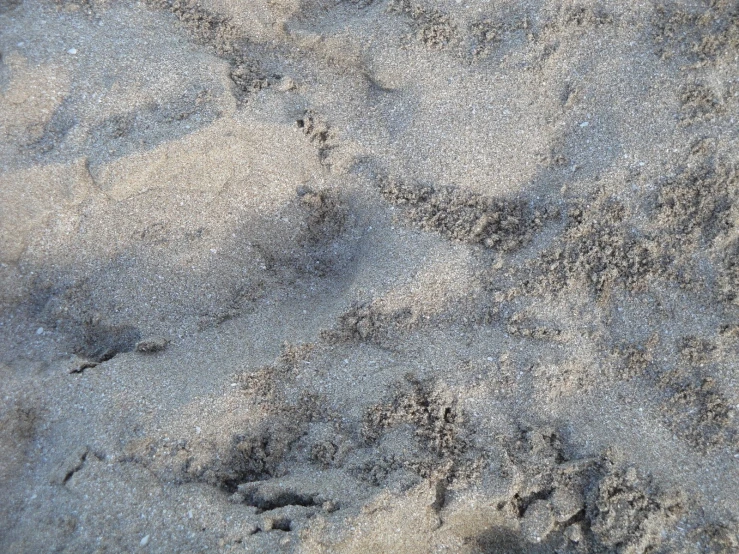a po looking at the bottom of two footprints in the sand