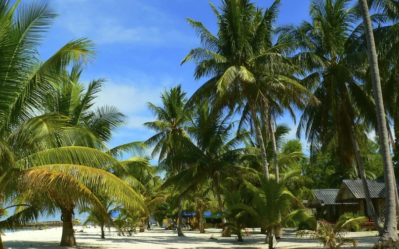 a beach with a house and palm trees