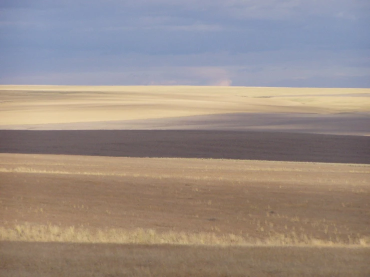 a lone animal is walking in a large field