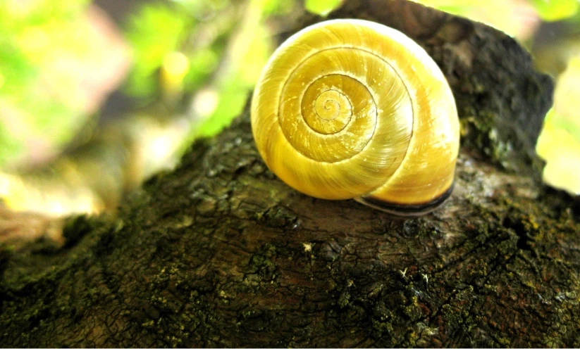 there is a very large snail on the tree