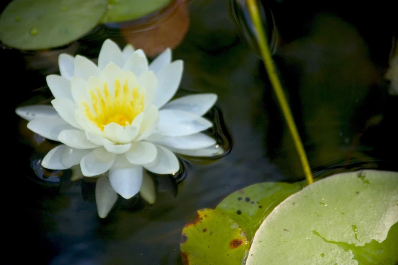 a white and yellow water lily in the middle of some lily pads