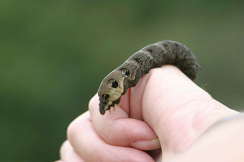 a caterpillar being held by the hand of a person