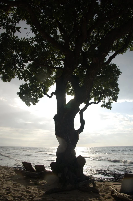 a tree on a beach with a view of the ocean and some chairs