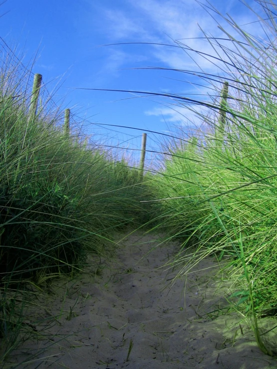 green plants grow in the sand on a sunny day