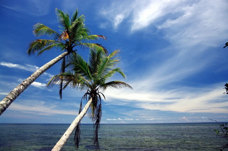 a coconut tree on the shore of an ocean