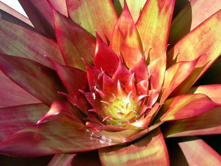 a bright red flower is illuminated in the sunlight