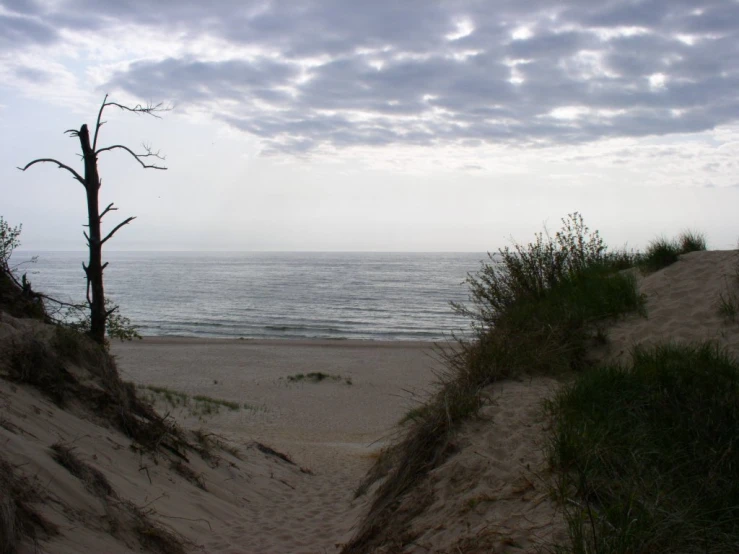 a beach with a tree in it during the day