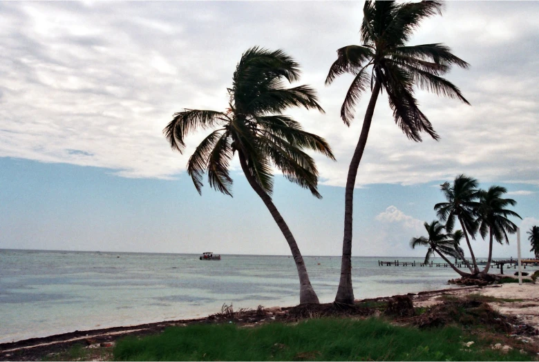 two palm trees are standing next to a shore line