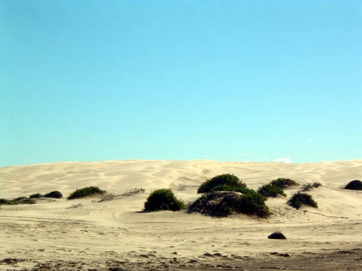 a single cow standing in the middle of a desert