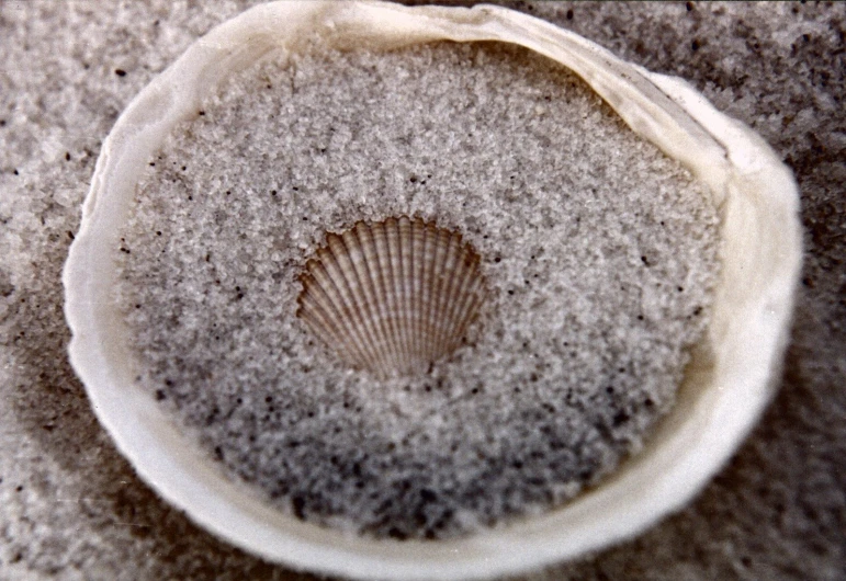 a shell on a sandy surface with light sand