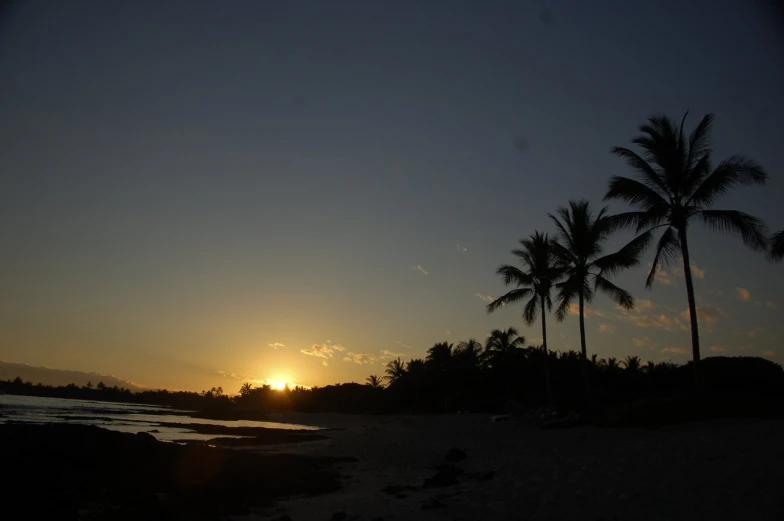 palm trees are shown in silhouette on the beach