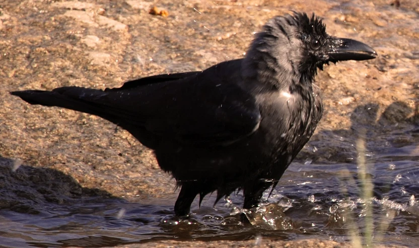 a black bird standing in some water on rocks