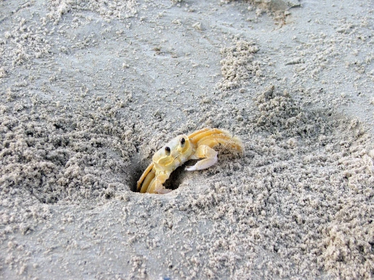 an animal is digging in the sand with it's head inside of it