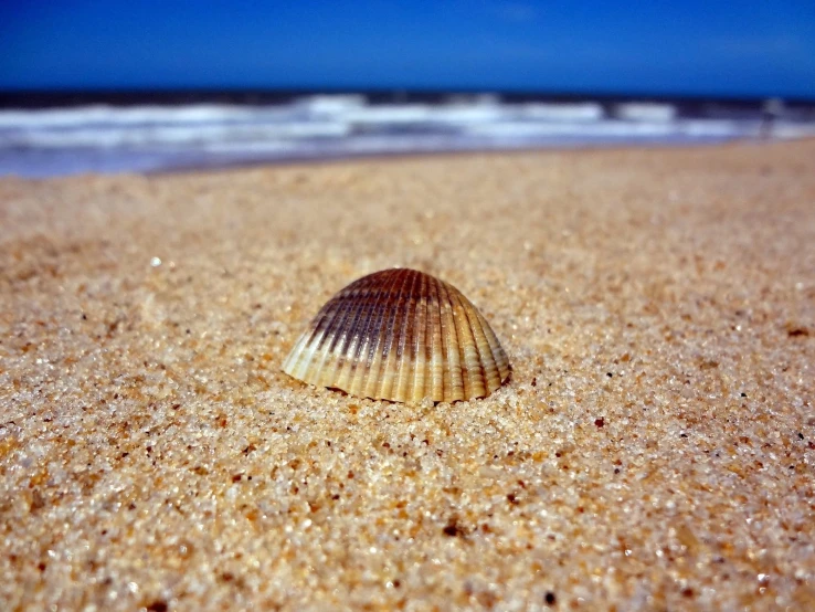 a sea shell lying on the sand of the beach