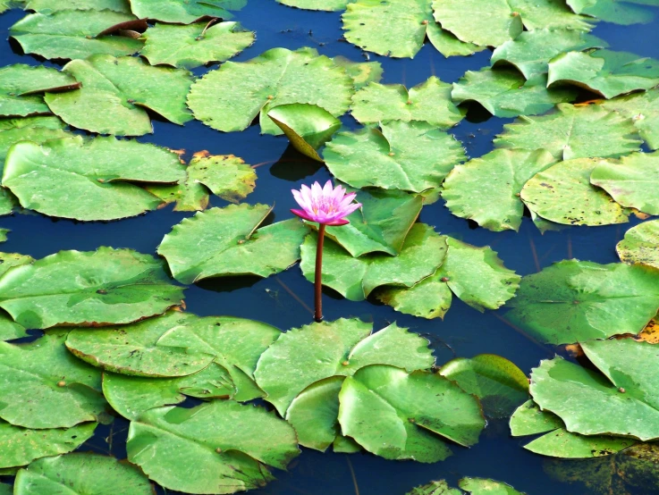 pink flower in the middle of green water plants