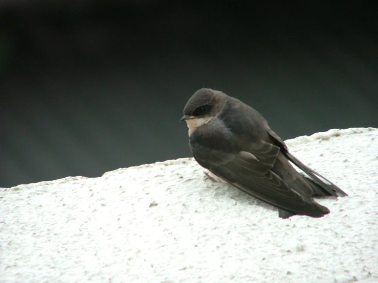 a close up of a bird on a snowy surface