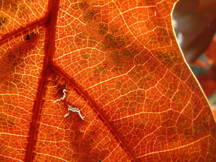 a close up s of a leaf that is orange