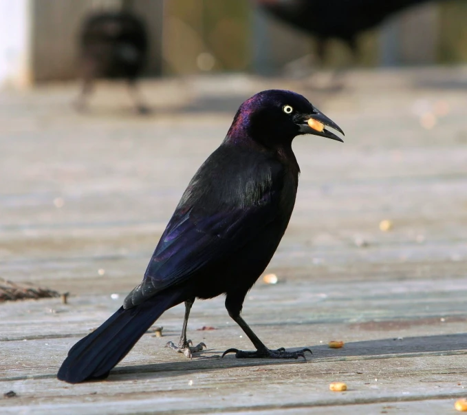 a black bird stands on pavement outside