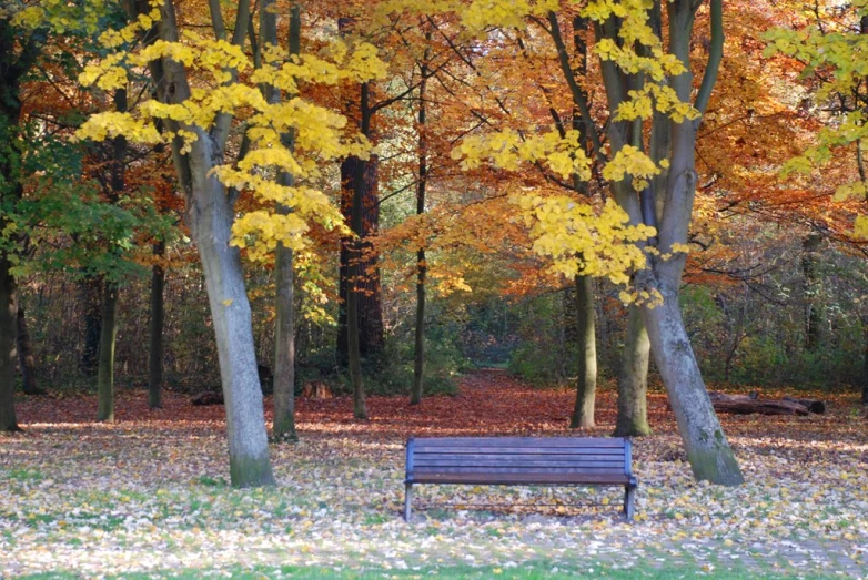 a wooden bench surrounded by yellow leaves in a park