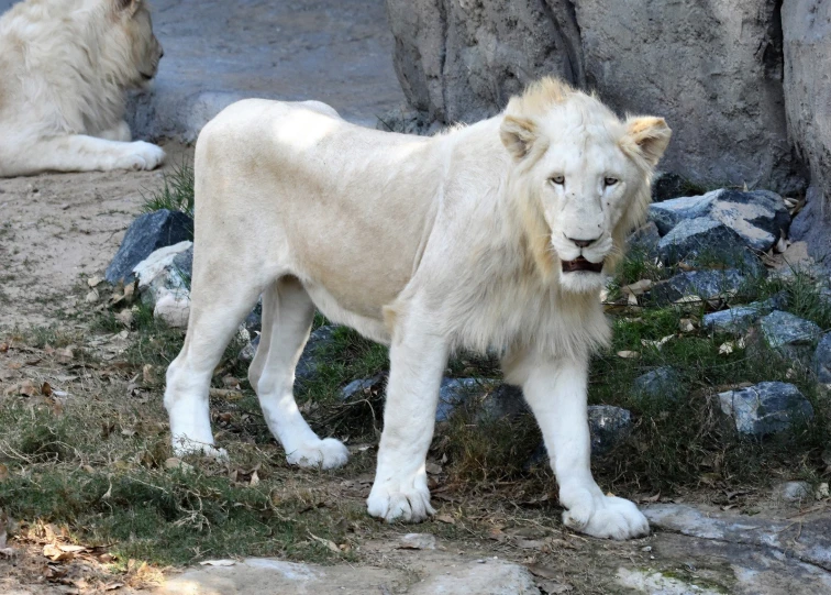 two white lions standing on the rocks with grass