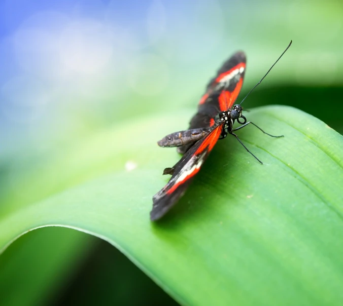 an image of two bugs resting on the back of a leaf