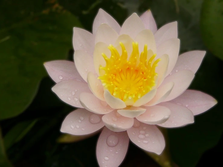 the center of a pink lotus in bloom