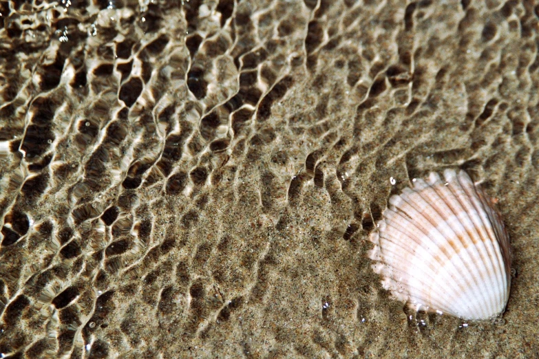 a single shell laying on a sandy surface