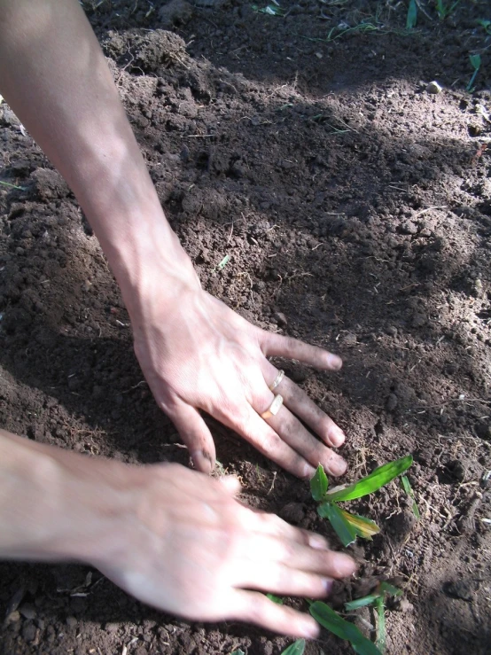 two hands reaching for an open seedling plant