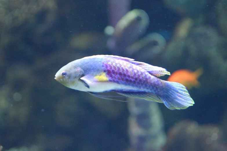a bright colored fish that is swimming in water
