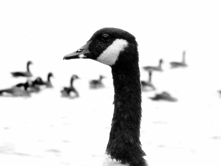 a black and white image of two geese on snow